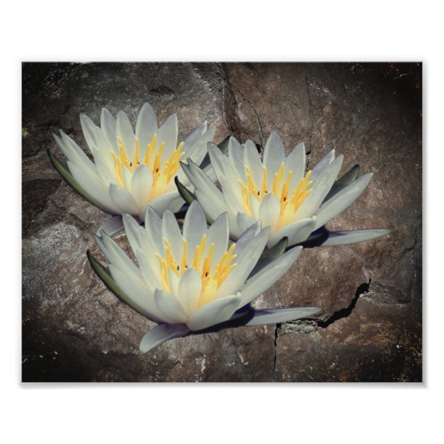Water Lily Lotus Flower On Stone 8x10 Photo Print (Front)