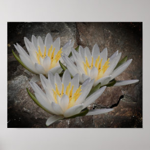 Water Lily Lotus Flower On Stone Poster