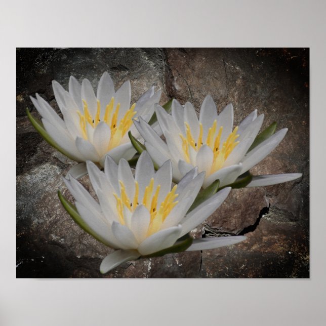 Water Lily Lotus Flower On Stone Poster (Front)