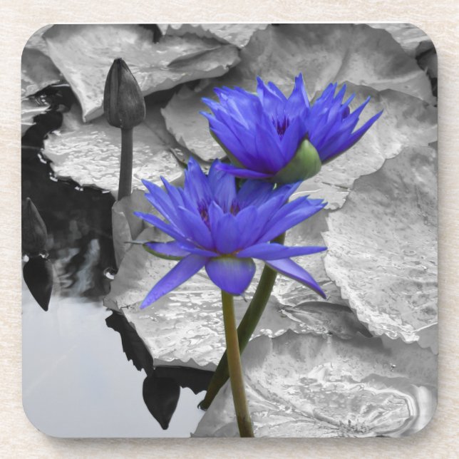 Water Lily Love Hard Plaster Coaster (Front)