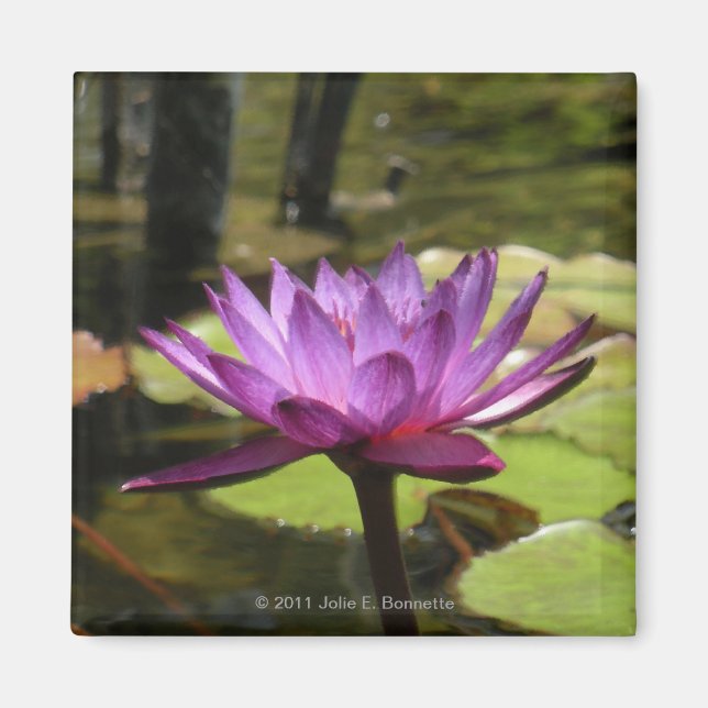 Water Lily Magnet (Front)