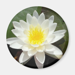 Water Lily Magnet