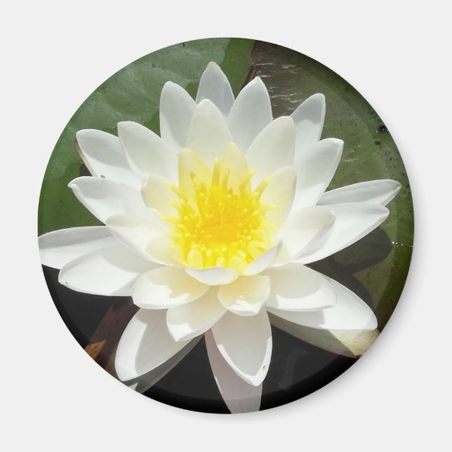 Water Lily Magnet (Front)