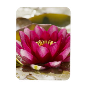 Water lily magnet