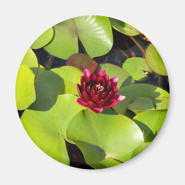 Water Lily Magnet (Front)