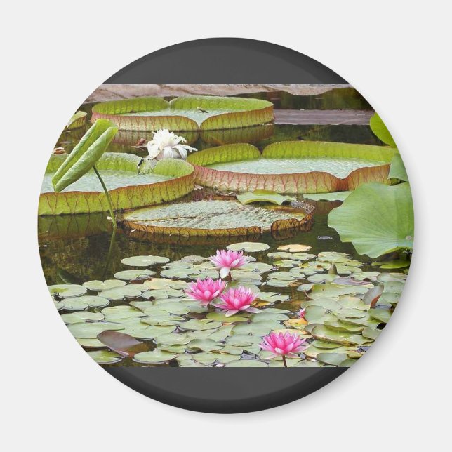 Water Lily Pads Ponds Magnet (Front)