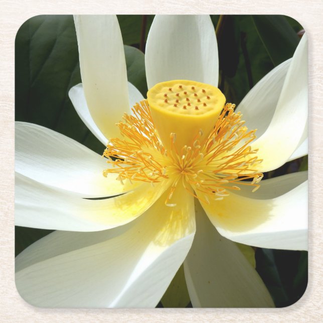 Water Lily Paper Coaster (Front)