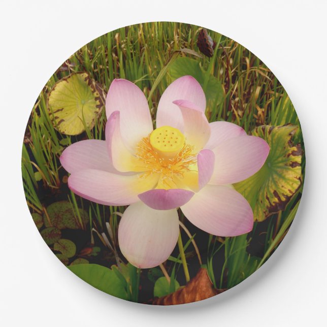 Water Lily Paper Plate (Front)