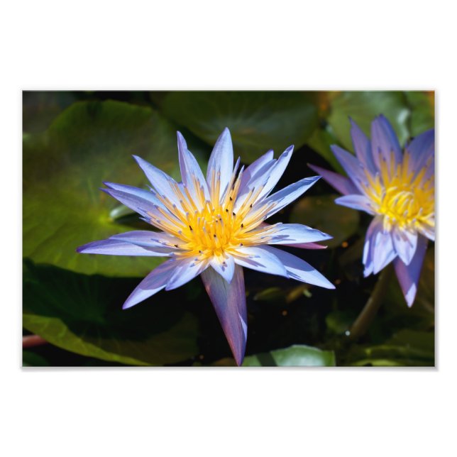Water Lily Photo Print (Front)