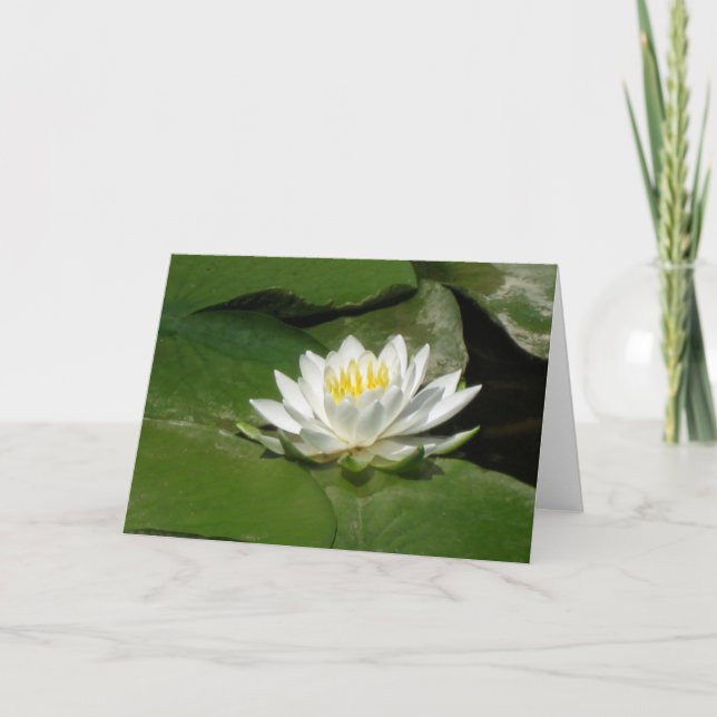 Water Lily Photograph Card (Front)