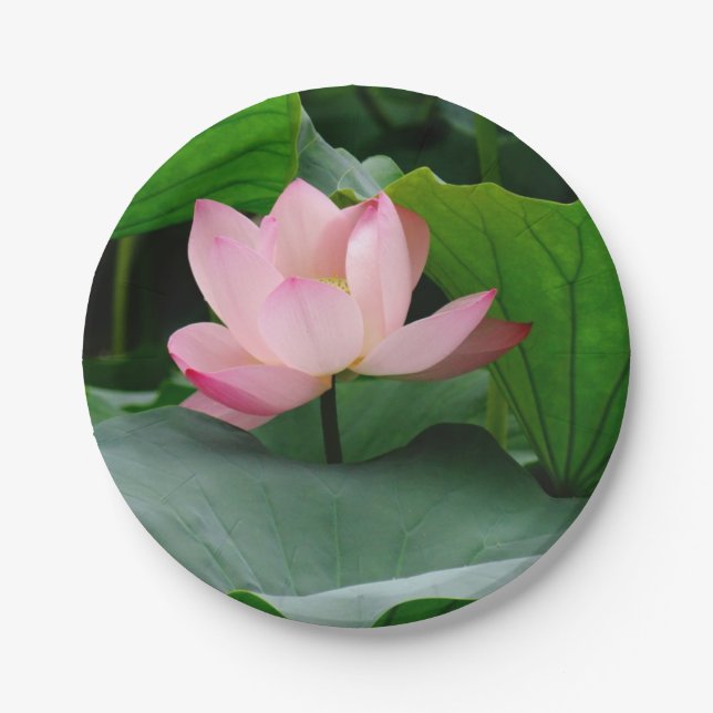 Water Lily Pink Paper Plate (Front)