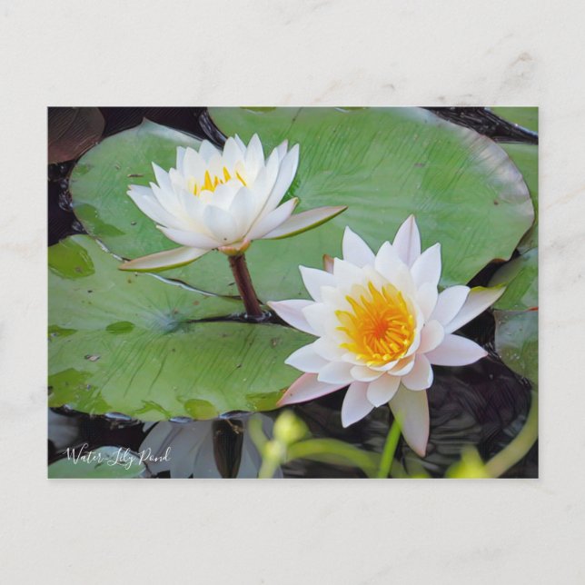 Water-Lily Pond [Postcard] Postcard (Front)
