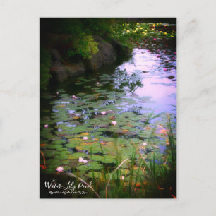 Water-Lily Pond ：Postcard Postcard