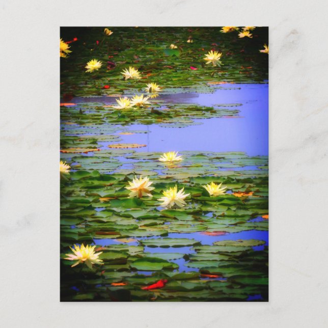 Water-Lily Pond ：Postcard Postcard (Front)