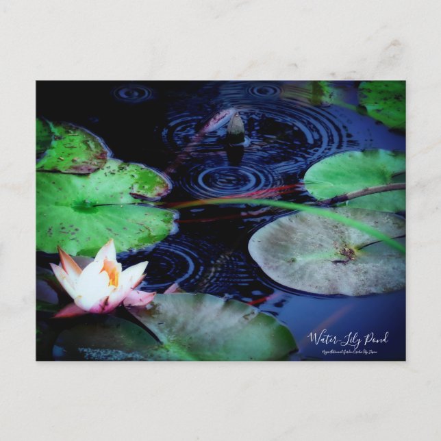 Water-Lily Pond ：Postcard Postcard (Front)