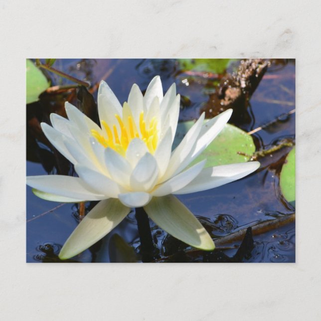 Water Lily Postcard (Front)