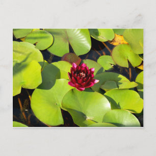 Water Lily Postcard