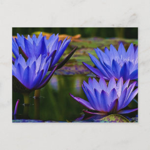 Water Lily Postcard