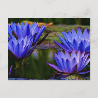 Water Lily Postcard
