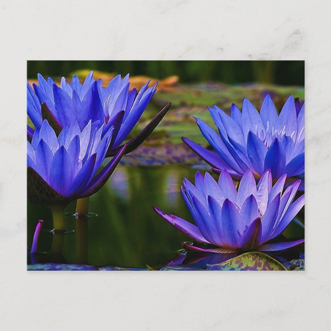 Water Lily Postcard (Front)