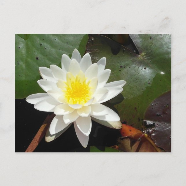Water Lily Postcard (Front)