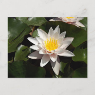 Water Lily Postcard