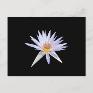 Water Lily Postcard