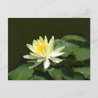 Water Lily Postcard