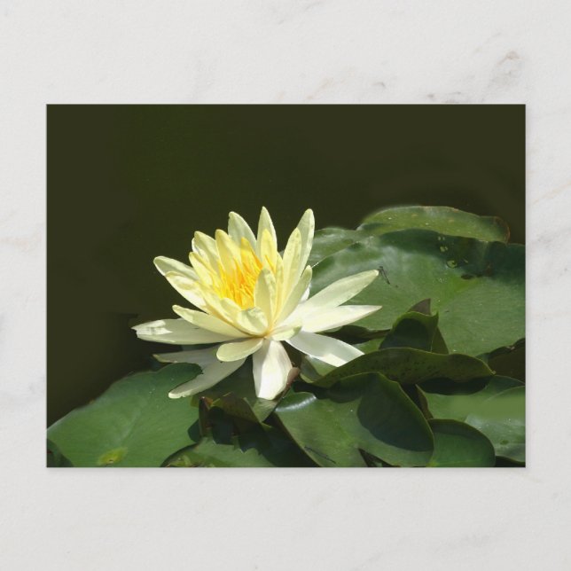 Water Lily Postcard (Front)