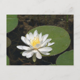 Water Lily Postcard