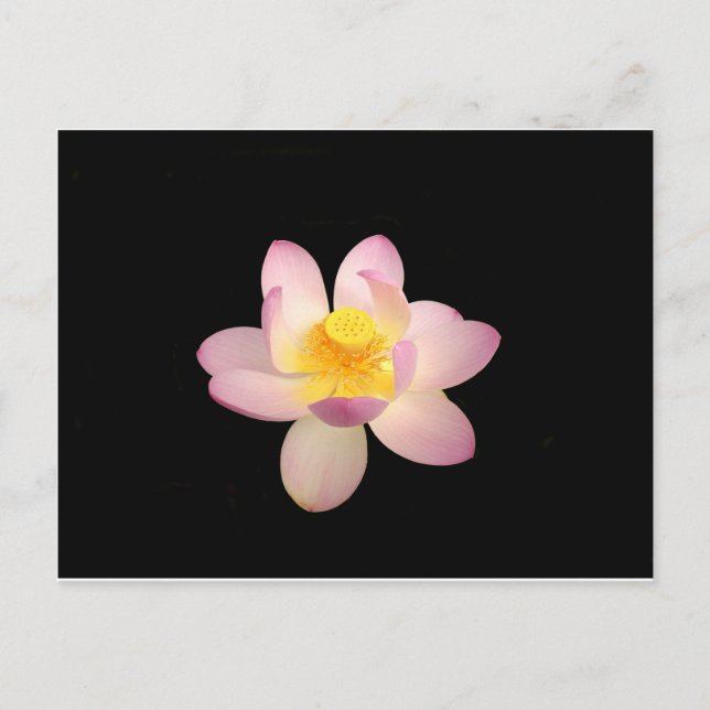 Water Lily Postcard (Front)