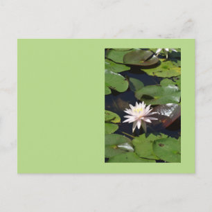 Water Lily Postcard