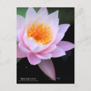 Water Lily :Postcard Postcard