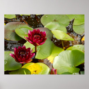 Water Lily Poster
