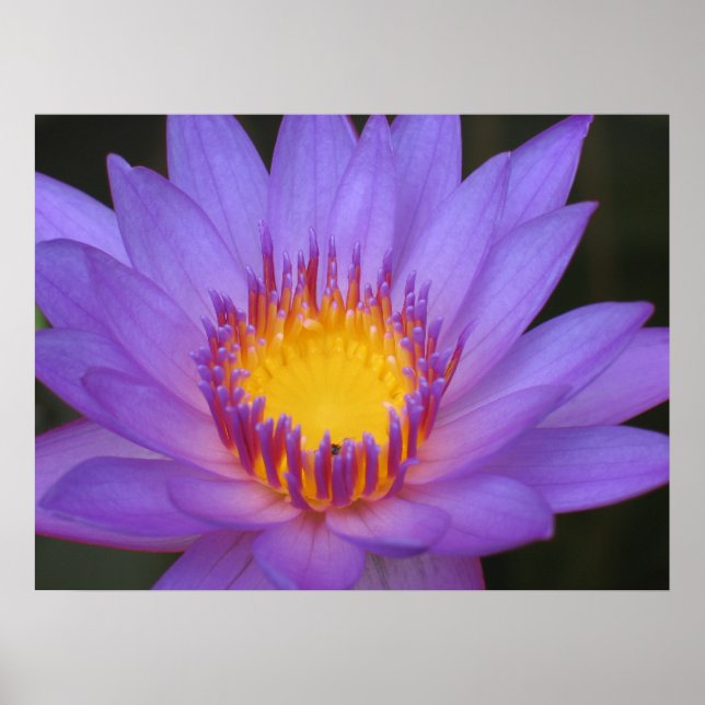 Water Lily Poster (Front)