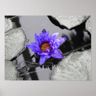 Water Lily Poster