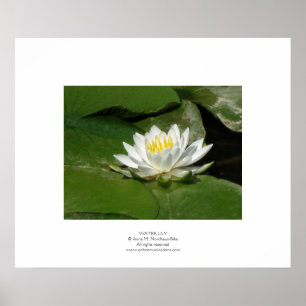 Water Lily Poster