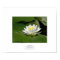 Water Lily