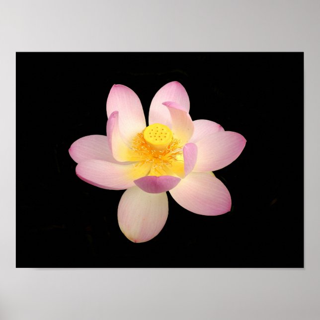 Water Lily Poster (Front)