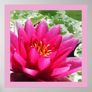 Water lily poster