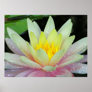 Water Lily Poster