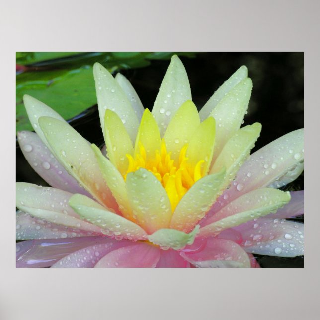 Water Lily Poster (Front)
