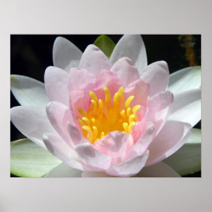 Water Lily Poster