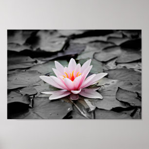 water lily poster