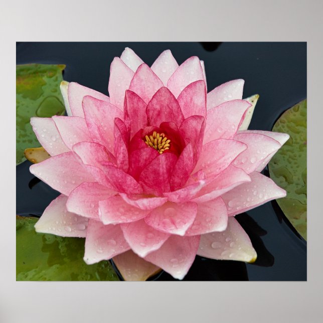 Water Lily Poster (Front)