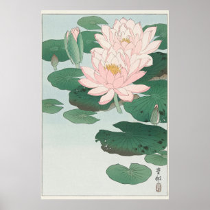 Water Lily Poster