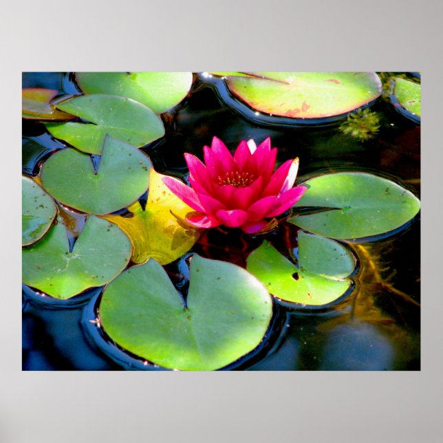 Water Lily Poster (Front)