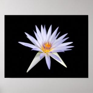 Water Lily Poster