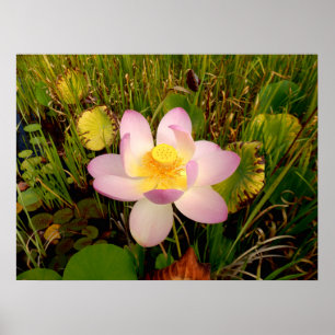 Water Lily Poster