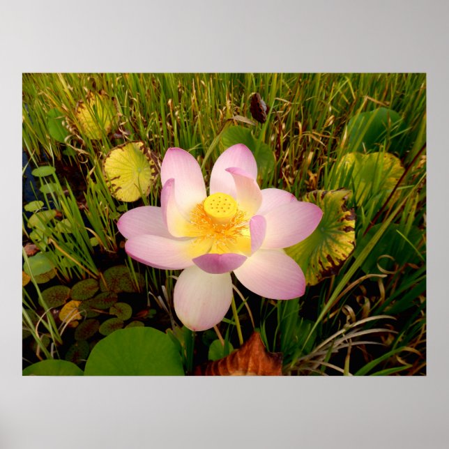 Water Lily Poster (Front)